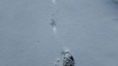 Sakin bir kış sahnesinde, yalnız bir adam el değmemiş beyaz karda bırakılan köpek izlerini incelikle takip eder. Huzurlu manzara arkadaşlığın özünü yakalar ve baskılar birlikte huzurlu bir yolculuğun hikayesini anlatır. 