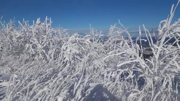 在高山的冬季仙境中进行一次视觉旅行 全景尽收眼底 冰雪覆盖的树木像大自然的雕塑一样屹立在那里 装饰着温和的冬季拥抱 令人叹为观止的全景捕捉了宁静 — 图库视频影像