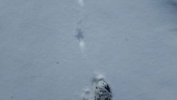 Uma Cena Tranquila Inverno Homem Solitário Graciosamente Segue Rastros Cães — Vídeo de Stock