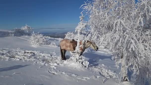 爬上一个神奇的圣诞王国 在高山上 原始的雪覆盖着风景 一匹象征着优雅的马 站在被雪覆盖和冰冻的树旁边 这个场景散发出平静的气氛和迷人的节日气氛 — 图库视频影像