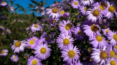 Bahçedeki güzel çiçekler