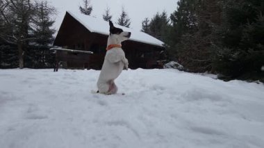 İyi eğitimli bir Jack Russell Terrier emirlere titizlikle uyar. Arkadaşlık ve karşılıklı anlayış göstererek istihbarat ve itaat gösterir..