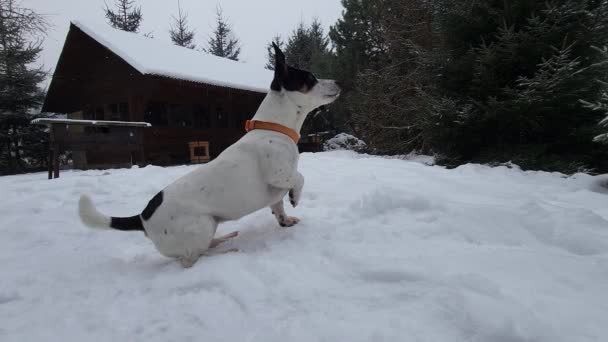 Bem Treinado Jack Russell Terrier Segue Diligentemente Comandos Mostrando Inteligência — Vídeo de Stock