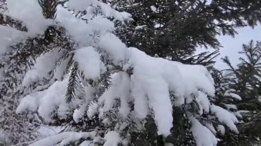 Kış ormanı karla kaplı
