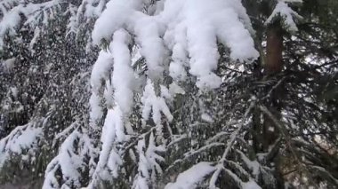Kış ağacı dalları karla kaplı