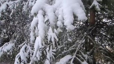 Kış ağacı dalları karla kaplı