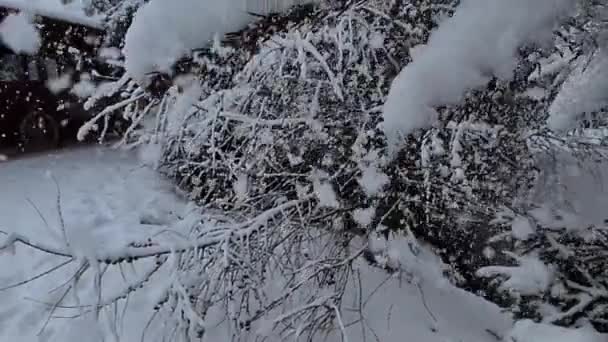 Paisaje Invernal Árboles Cubiertos Nieve Parque — Vídeos de Stock