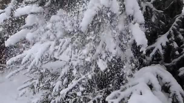 Verschneite Winterlandschaft Mit Tannenzweigen Und Schnee — Stockvideo