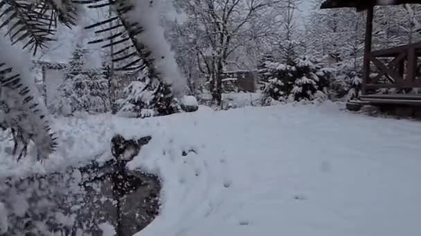 Árboles Cubiertos Nieve Bosque — Vídeos de Stock