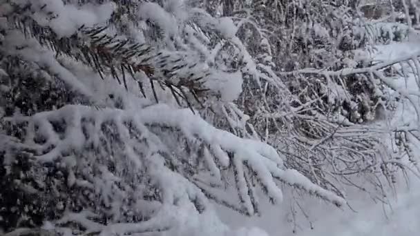 Schnee Bedeckte Bäume Wald — Stockvideo