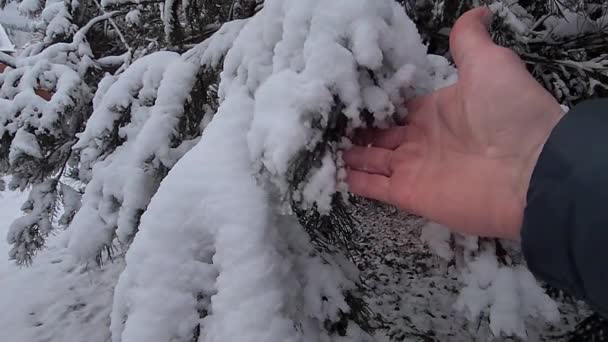 Mann Wirft Winter Einen Schnee Nahsicht — Stockvideo