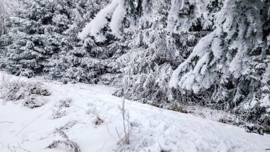 Karla kaplı ağaçlarla kaplı kış manzarası