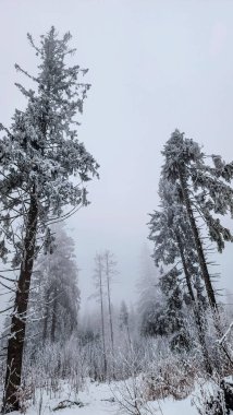 Dağlardaki ormanın güzel manzarası
