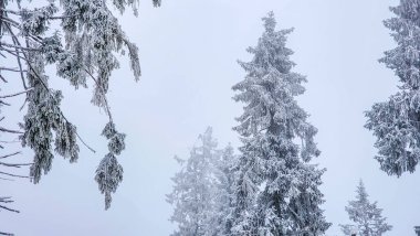 Karla kaplı ağaçlarla kaplı kış manzarası