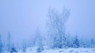 karlı köknar ağaçları ile kış manzarası