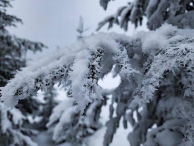 Köknar ağacı dalı karda