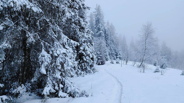 красивый зимний пейзаж с заснеженными деревьями