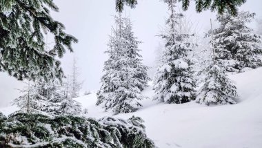 Karlı kış ormanı