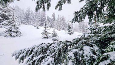 Kış Ormanında Karla Kaplanmış Ağaçlar