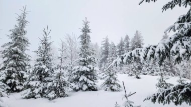 Ormandaki ağaçlar güzel kış manzarası kar ile kaplı