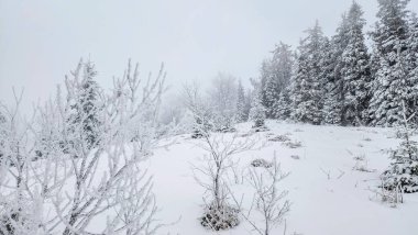 Karla kaplı ağaçları olan güzel bir manzara.