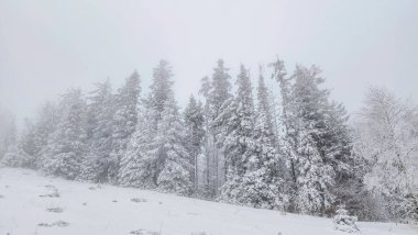Kış orman manzarası. karla kaplı ağaçlar