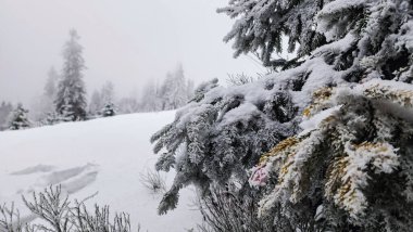 Taze karla kaplı bir ormanın kış manzarası