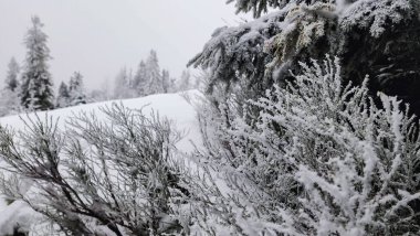 Karla kaplı ağaçlarla kaplı kış manzarası