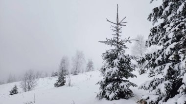 Ağaçlar ve karla kaplı kış manzarası