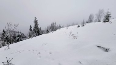 Ormandaki ağaçlar Kışın kar kaplı