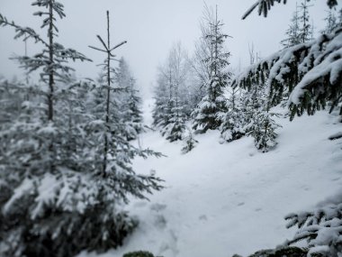 Çam ağaçları dağlarda kar kaplı