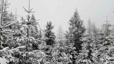 Güzel kış ormanı karla kaplı ağaçlarla