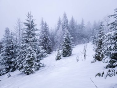 Karpatya dağlarında karla kaplı ağaçlar, kış
