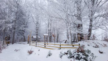 Karla kaplı ağaçlarla kaplı kış manzarası