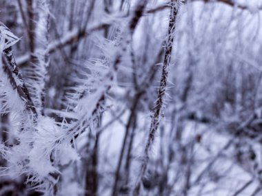 Karda donmuş dallar