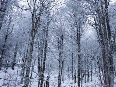 Karlı kış ormanı