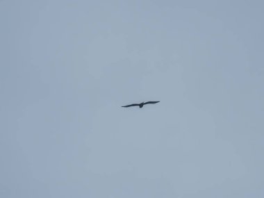 Martı gökyüzünde uçuyor.