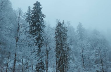 Kar kış ormandaki ağaçlar kaplı