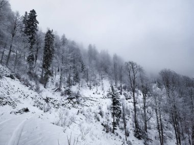 Karla kaplı ağaçlarla kaplı kış manzarası
