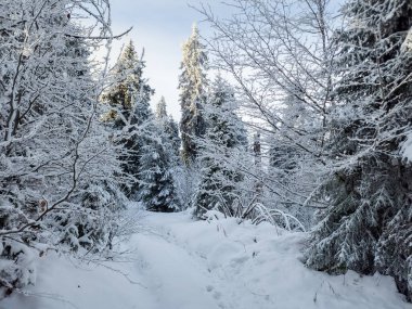 Kar ve ağaçlarla kaplı kış manzarası. Kış ormanı Kar - kaplanmış orman ve yılbaşı ağaçları.