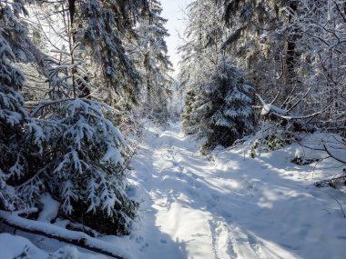 Karlı bir ormanda kış manzarası.