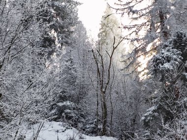 Güzel bir kış manzarası. Dağlarda, karda bir ormanın manzarası.