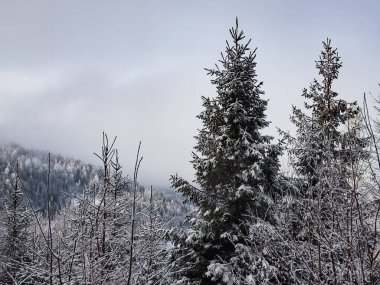 Kış ormanında karla kaplı ağaçlar. Slovakya