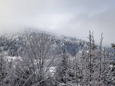 Karla kaplı ağaçlarla kaplı kış manzarası