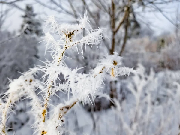 frozen plants on the branches of trees.