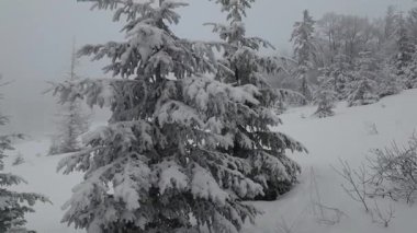 Karla kaplı ağaçlarla kaplı ormandaki güzel kış manzarası.