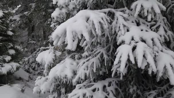 Bosque Invierno Nieve — Vídeos de Stock