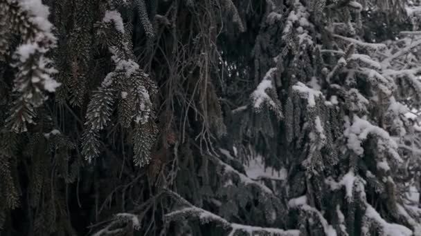 Bosque Invierno Cubierto Nieve Blanca Fondo Navidad — Vídeos de Stock