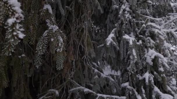Winter Wald — Stockvideo