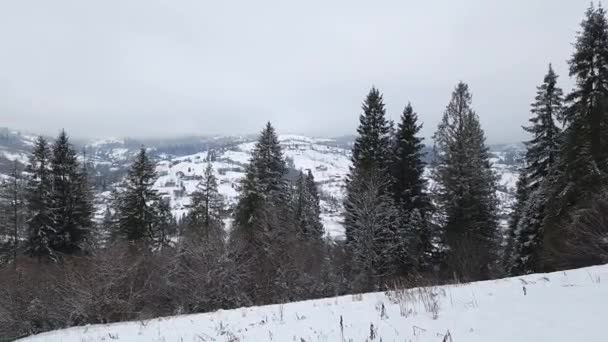 Wunderschöne Winterlandschaft Mit Schneebedeckten Bäumen — Stockvideo